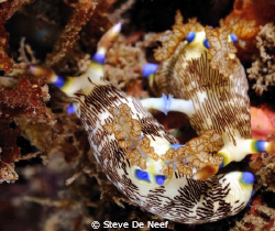 nudis.. by Steve De Neef 